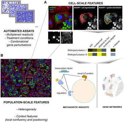 Insights Into the Biogenesis and Emerging Functions of Lipid Droplets From Unbiased Molecular Profiling Approaches